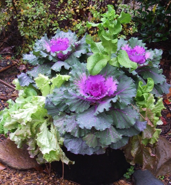 Kale lettuce in pots